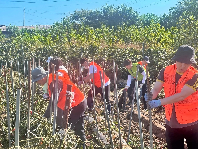 농협경제지주, 수확철 농촌 일손돕기 본격 실시 대표 이미지